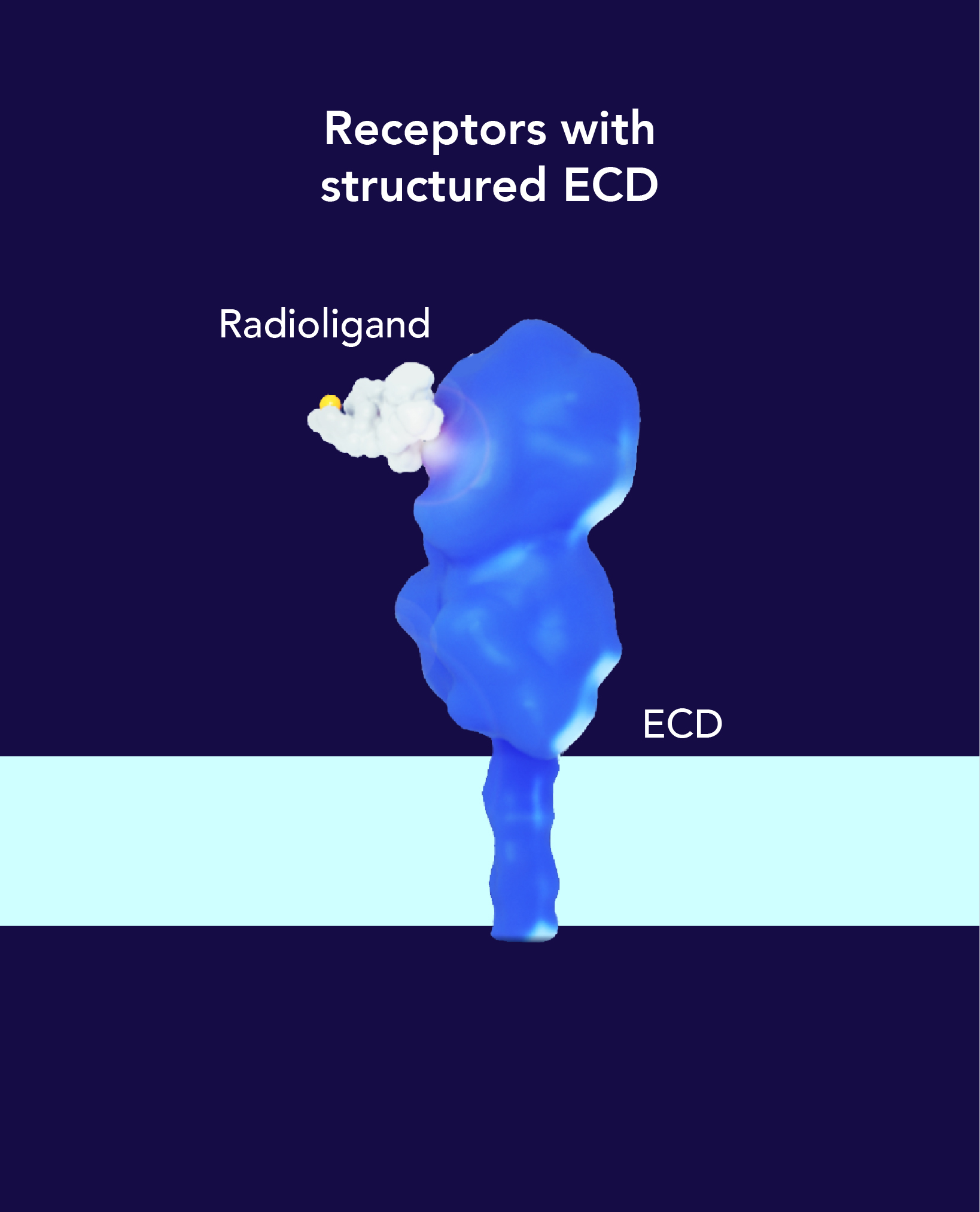 Receptors with structured ECD